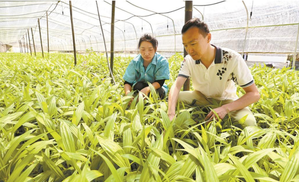 白芨育苗基地