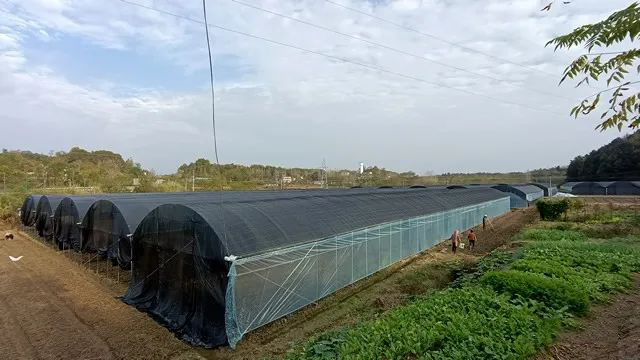 浠水種植基地
